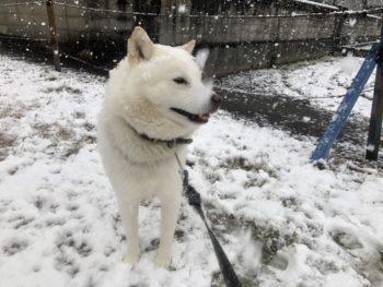 ネクストプラン 山口東店　岩国市　北海道犬
