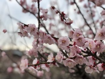 満開の梅の花
