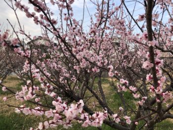 周南市秋月の梅の花