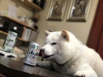 うちの北海道犬